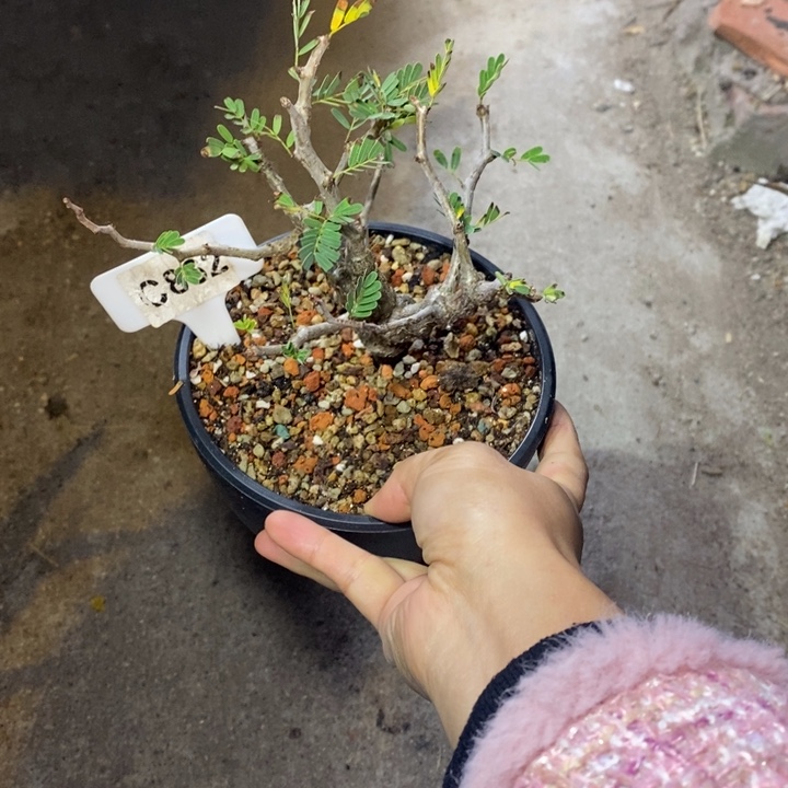 飘*福利沙漠树木！！！！