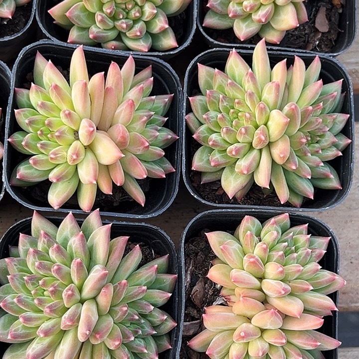 双头          甲骨文