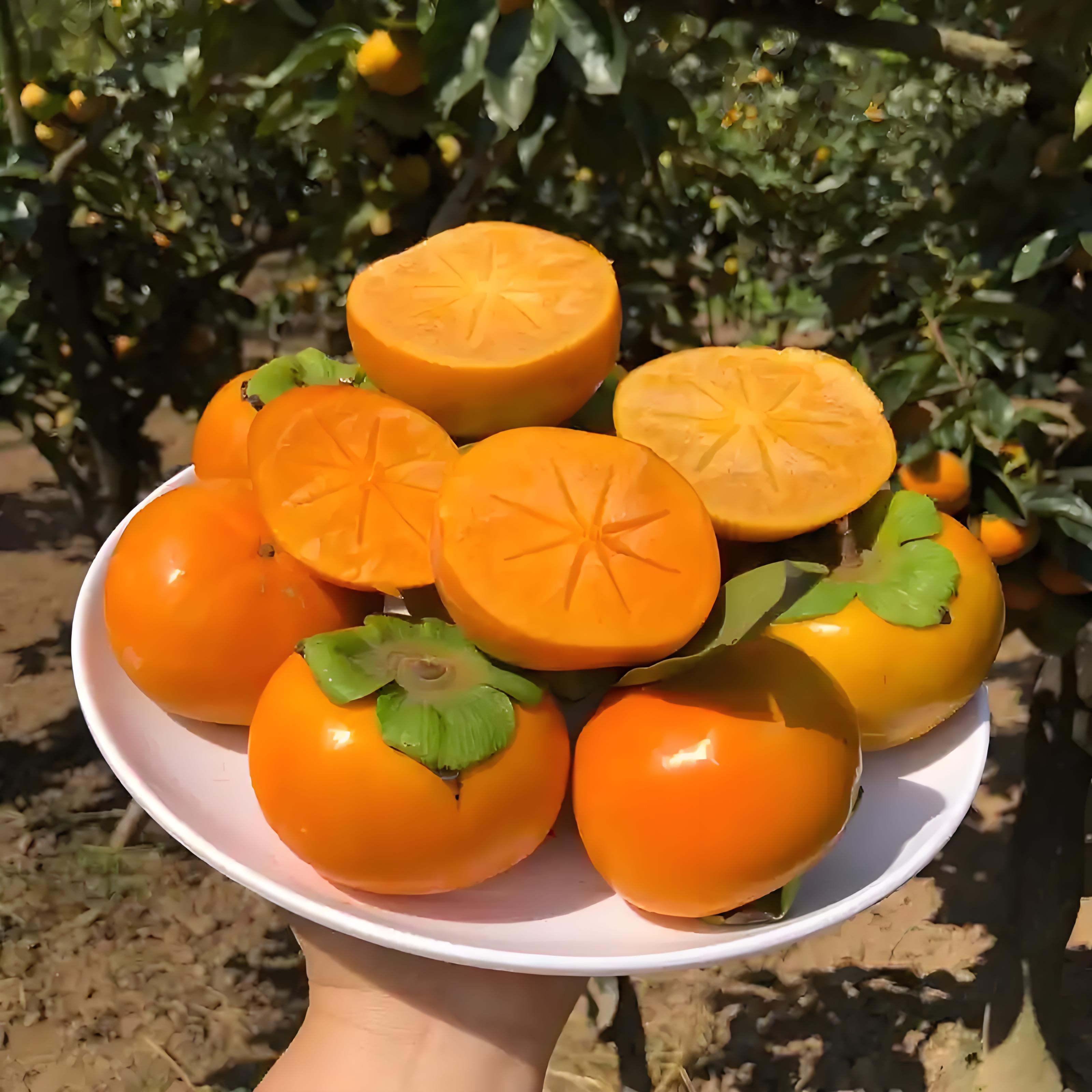 正宗山西阳丰巧克力脆柿现摘现发新鲜应季 软硬两吃