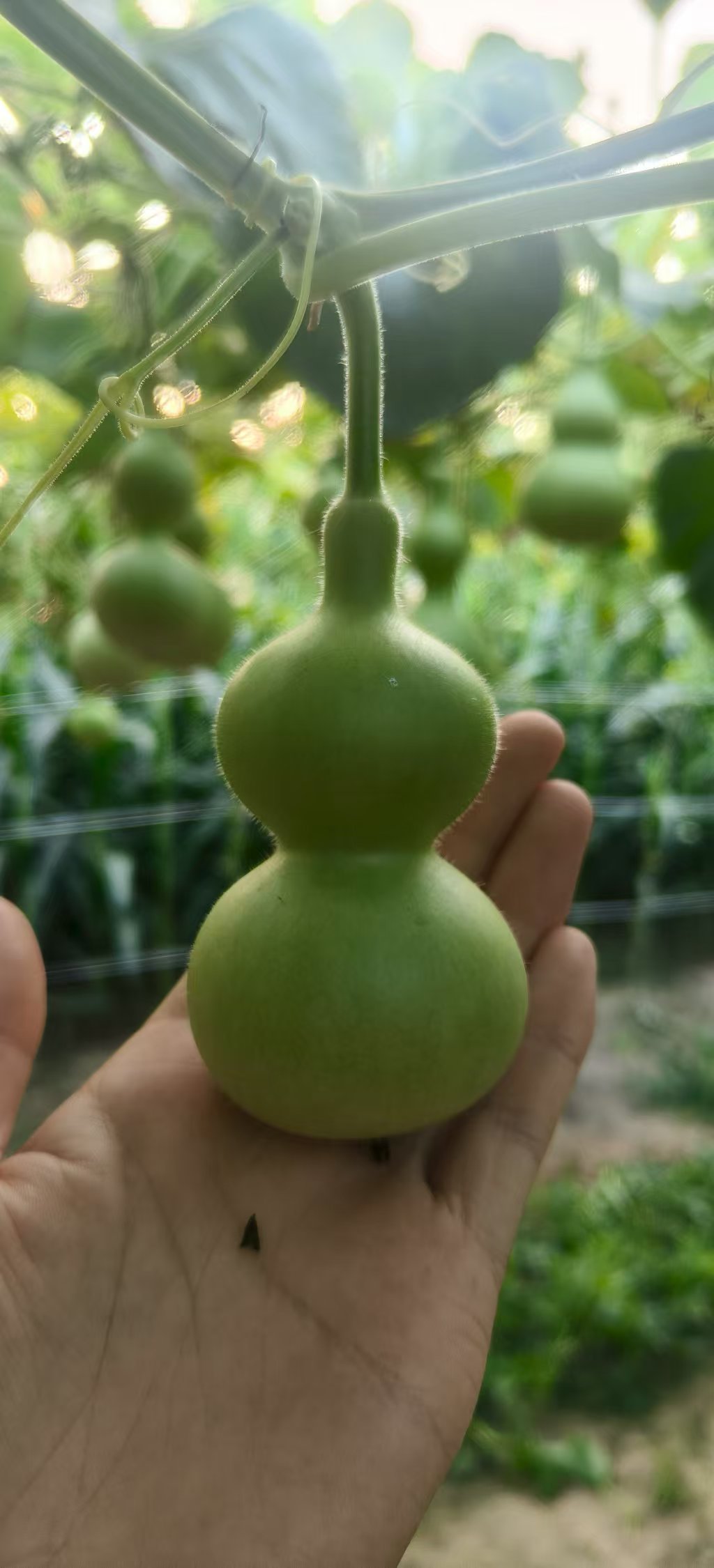 天然文玩葫芦一物一拍