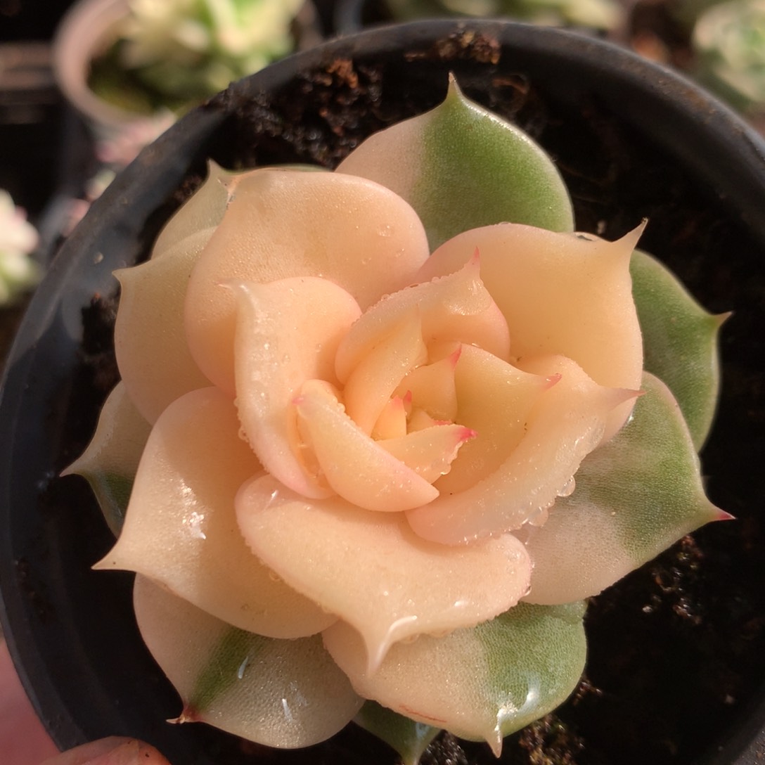 贝加尔湖l j j j j j j