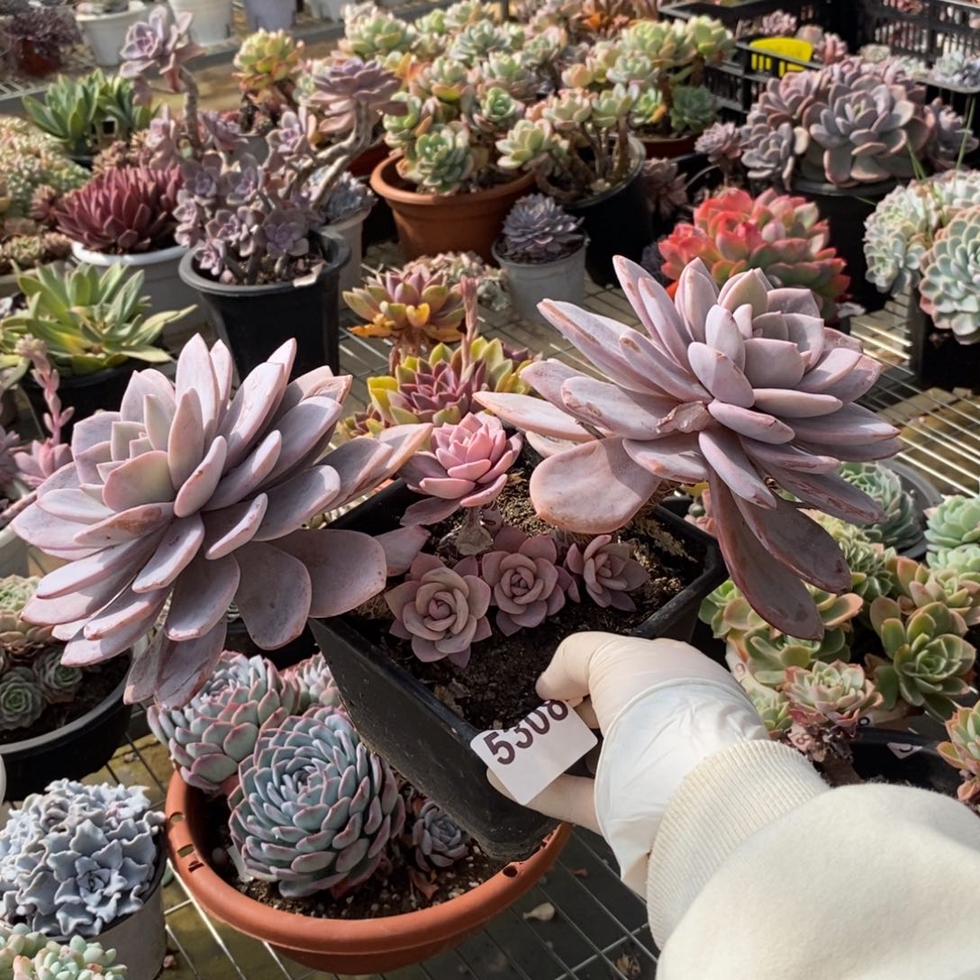 5308红茶多头一物一拍