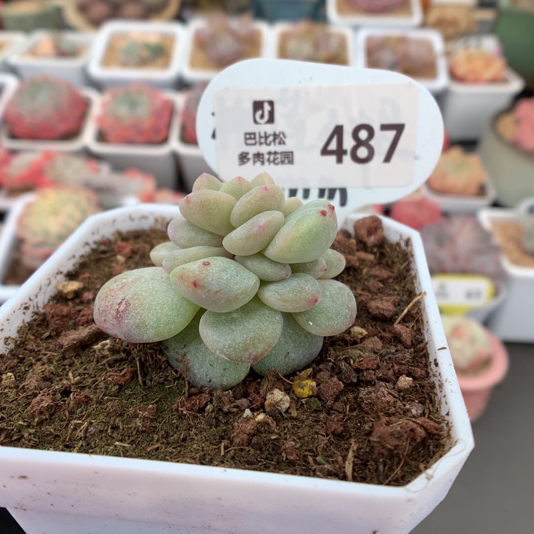487 冰玉石化多肉