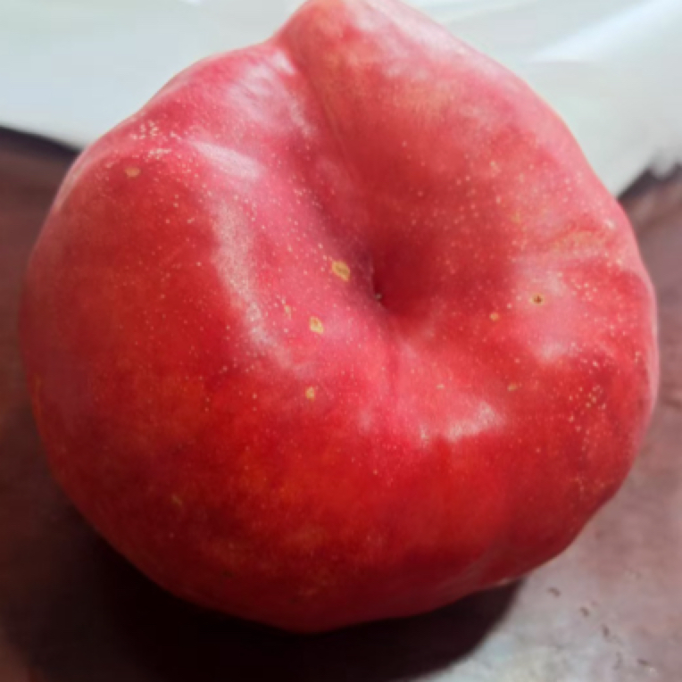 新品种极早熟油蟠桃枝条 多种口味油蟠桃 六月中旬成熟