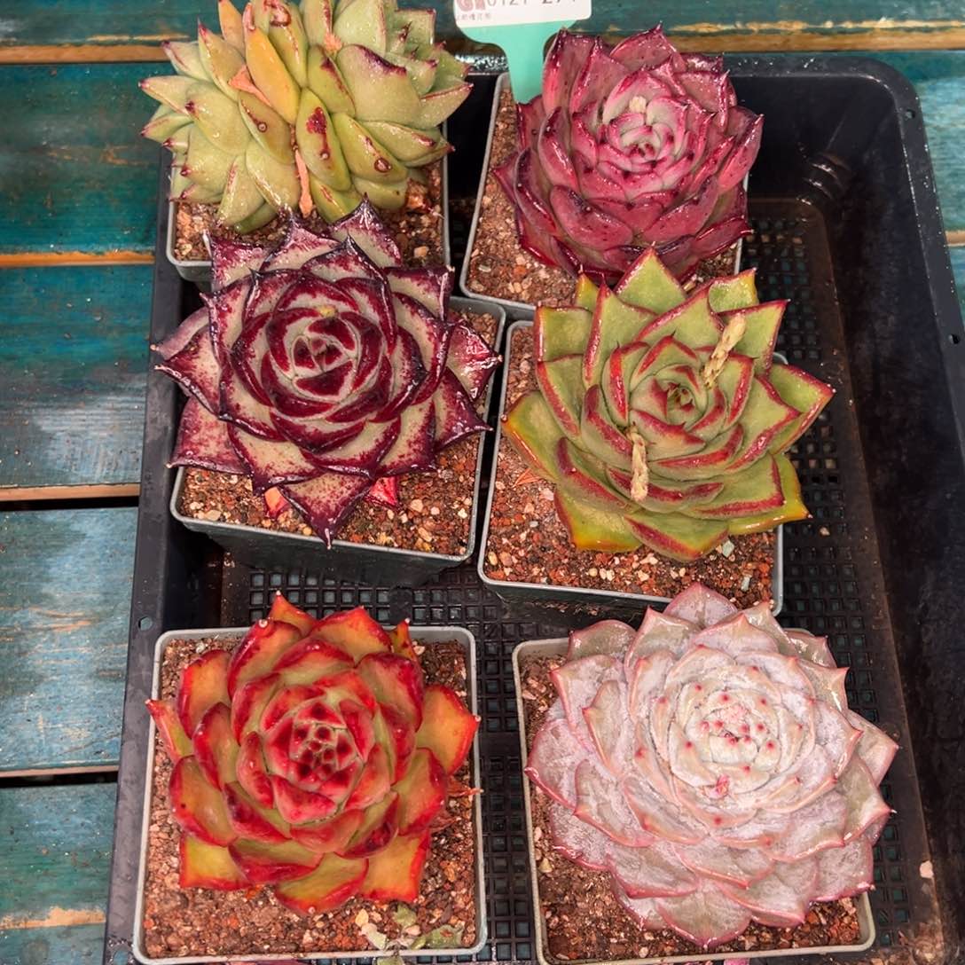 从前慢多肉精选编号0121.294