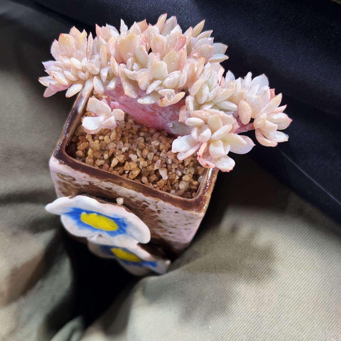 白茶朵朵缀宝宝一