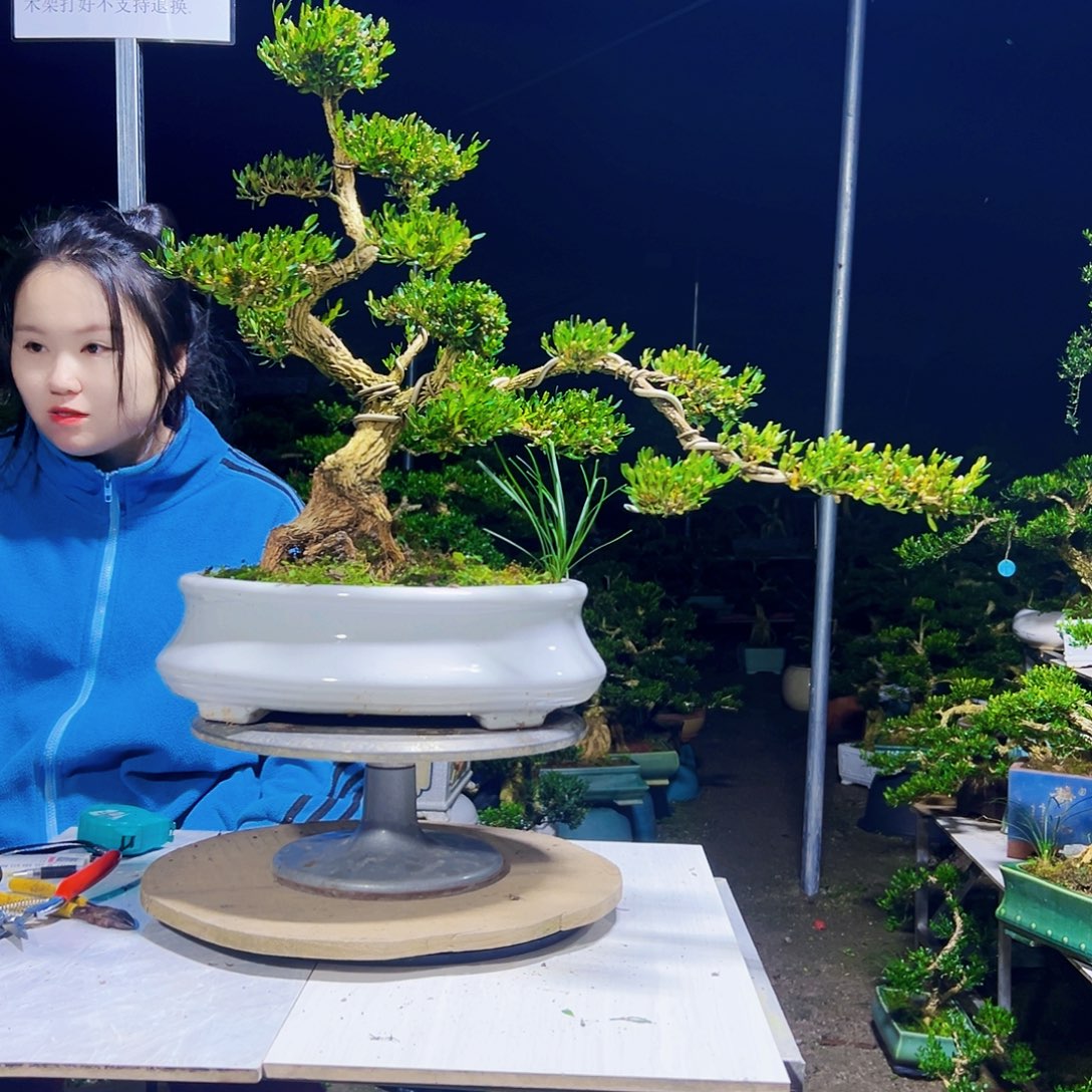 宁***亮无花朵黄杨木        