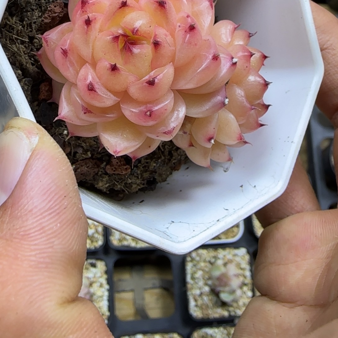 一物一拍麦秆珍妮03096