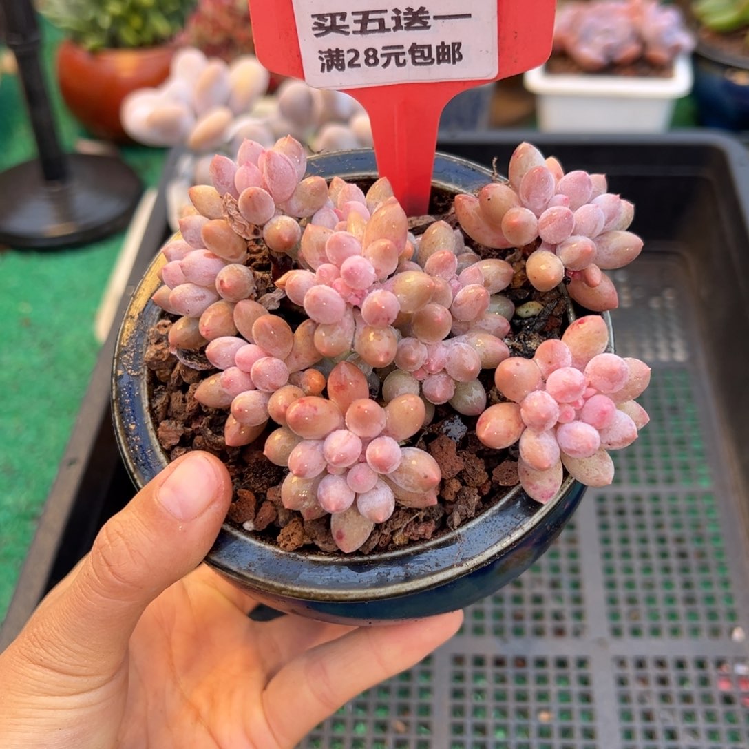 表妹精品多肉植物353.