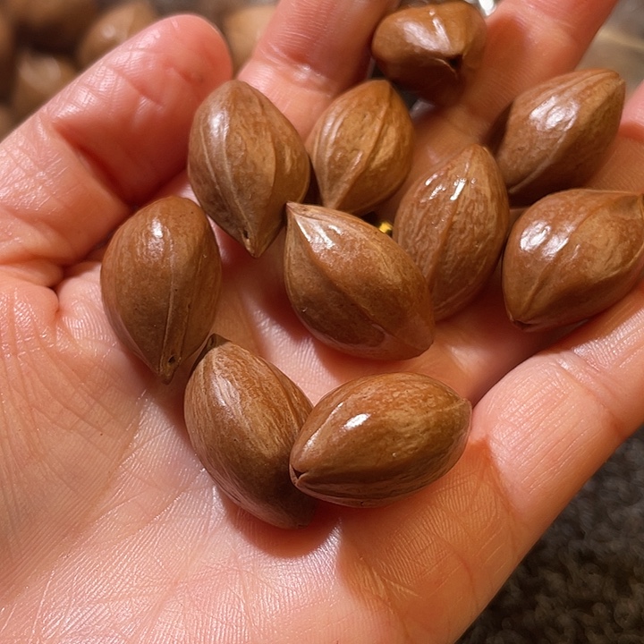 青***忆吊坠橄榄核1.6✖️2.6