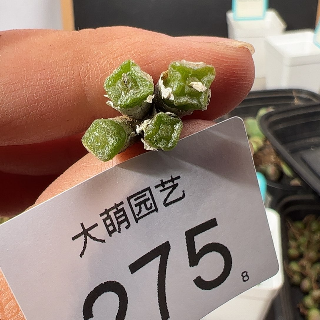 0000275 一物一拍……