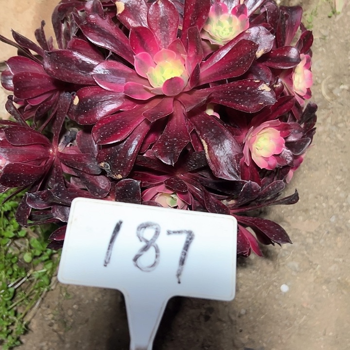 多肉植物美杜莎法师