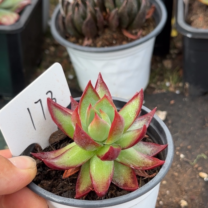 惊鸿一物一拍包装收缩花旱173