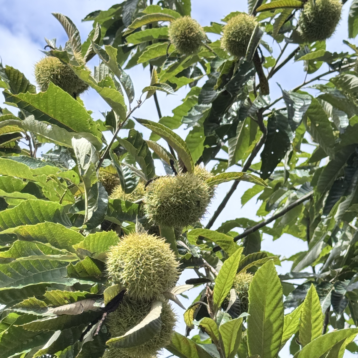 大山里的野生小板栗