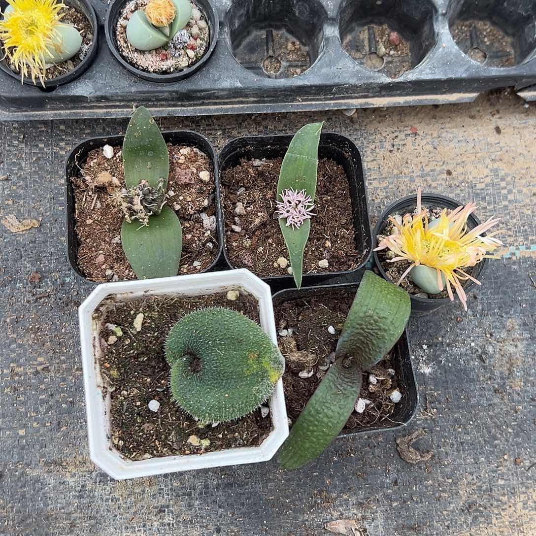 4盆立金花，带盆一物一拍