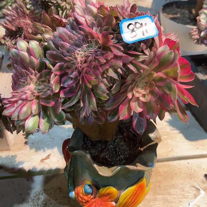 千***雪891倾城缀化法师一颗