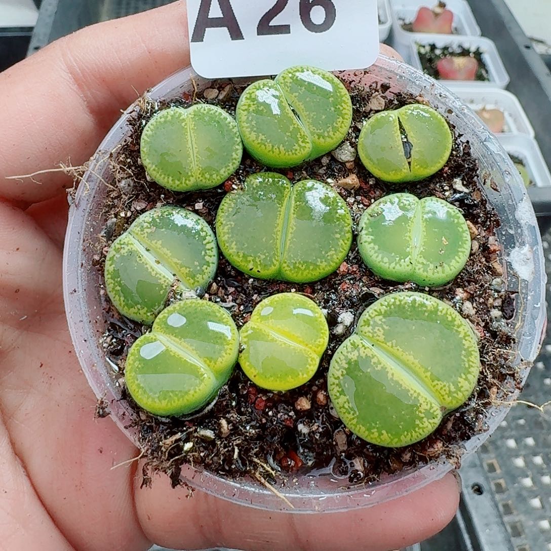 26多肉植物多肉植物