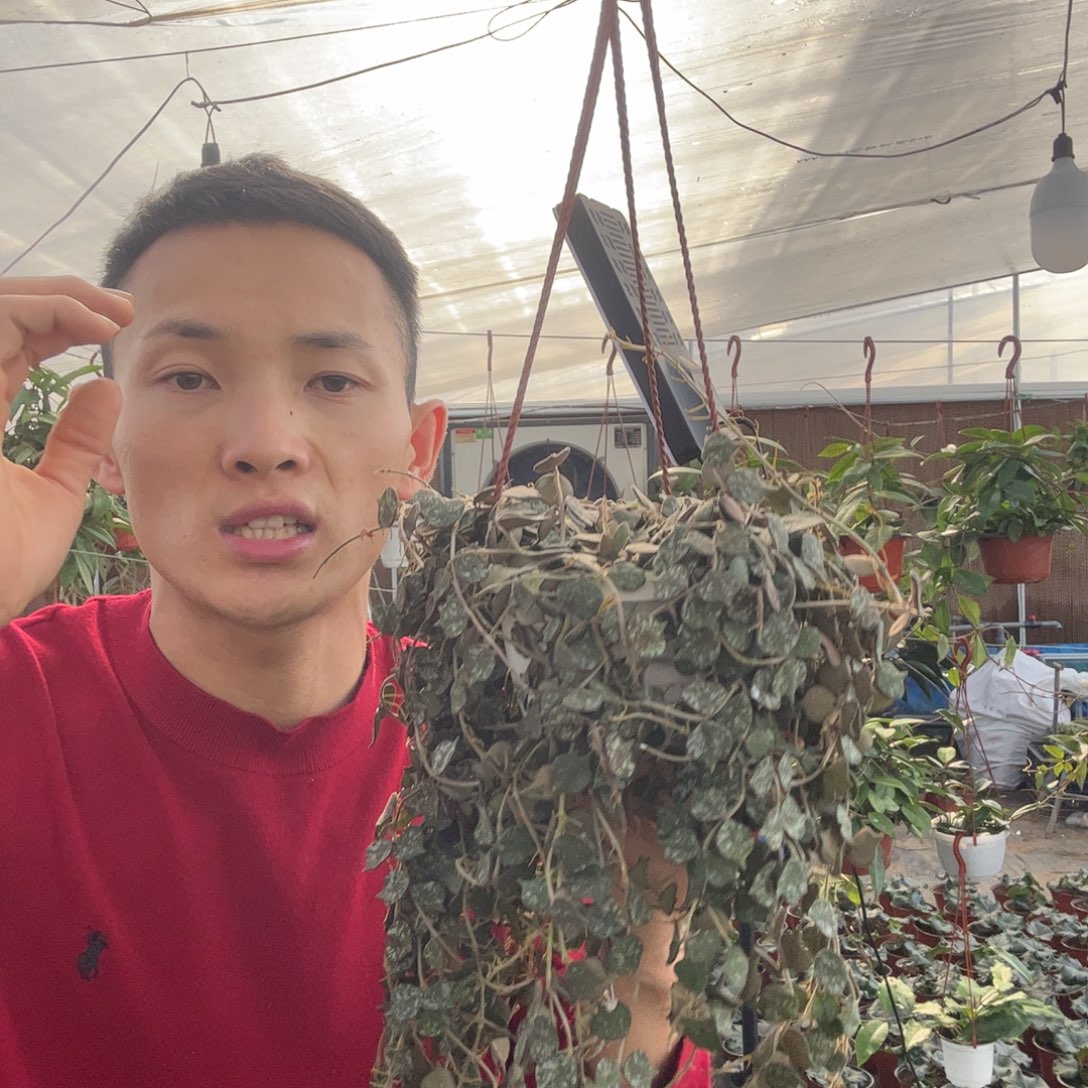 奧***林无花朵小章鱼球兰