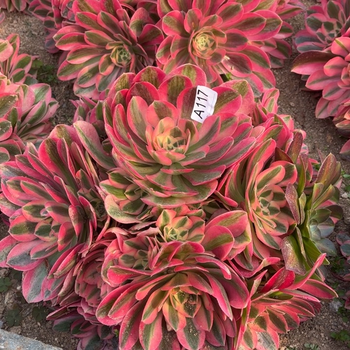 117粉女巫多肉植物