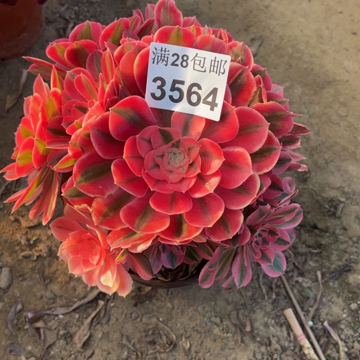 3564女巫多肉植物