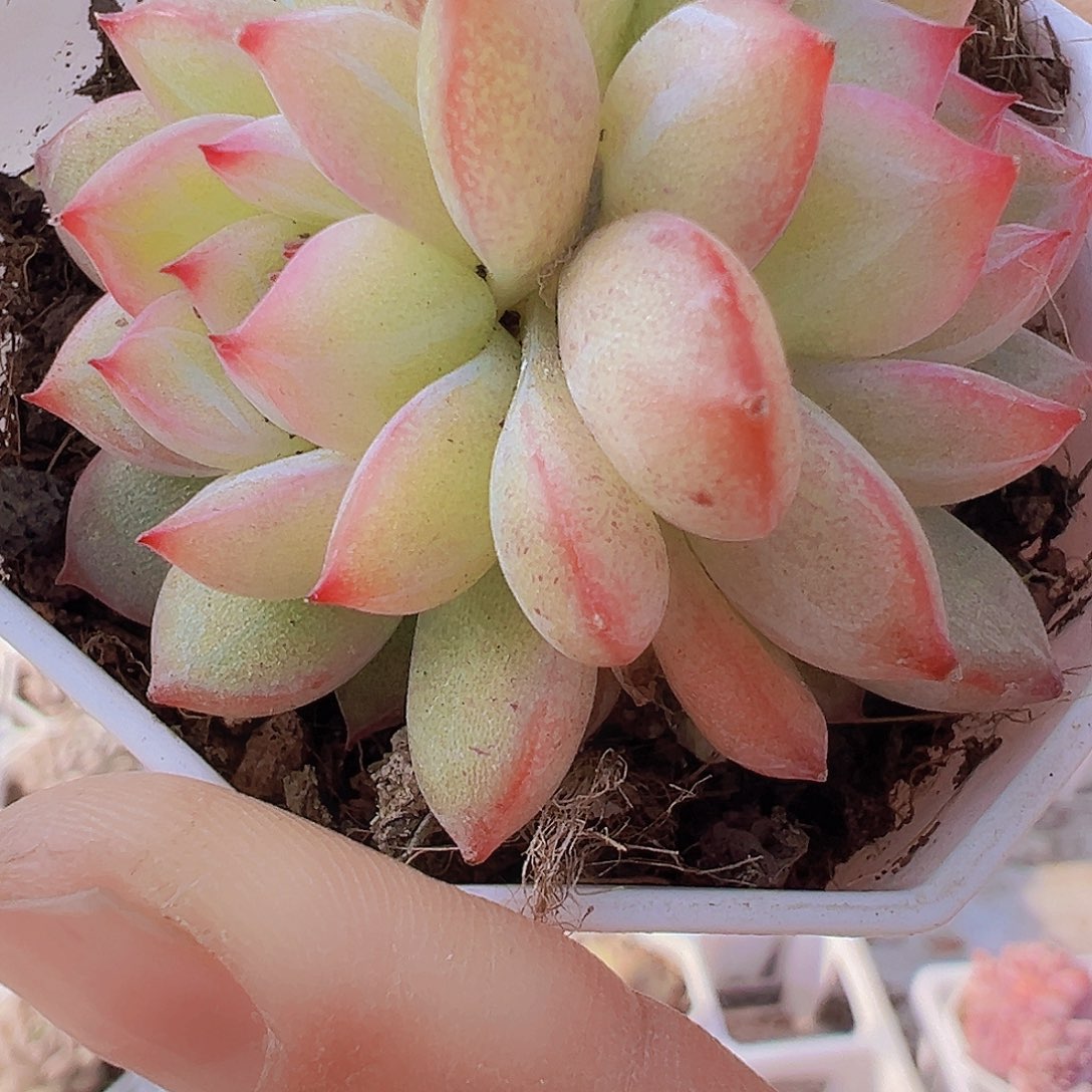 双头雪花珍妮样品发货