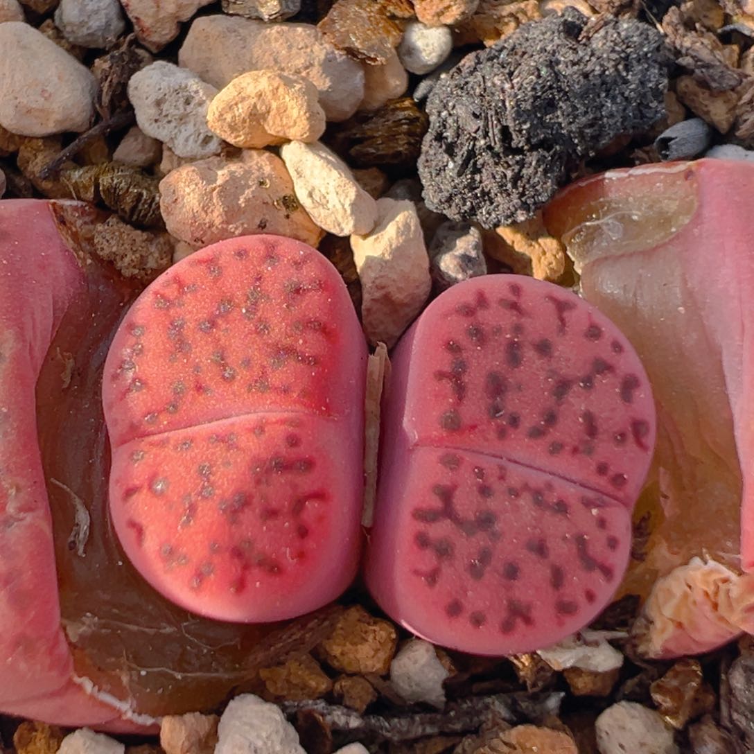 16多肉植物百科知识