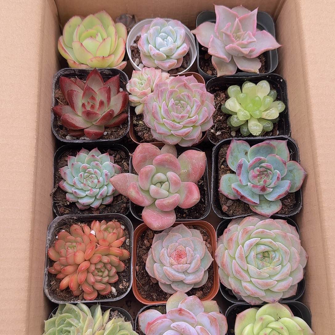 15个品种好看好养