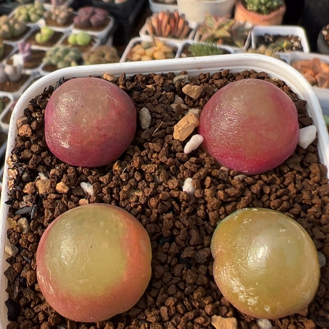 44多肉植物百科植物