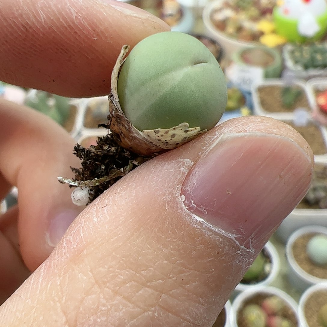 【闪购商品】36 鸽子蛋锦