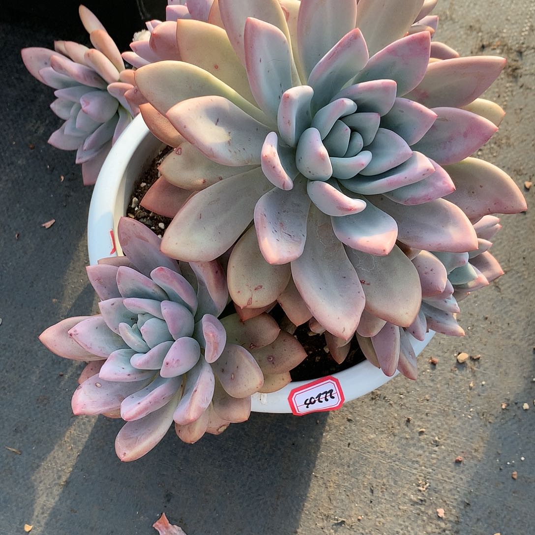 滑***D奥普琳娜多肉22203