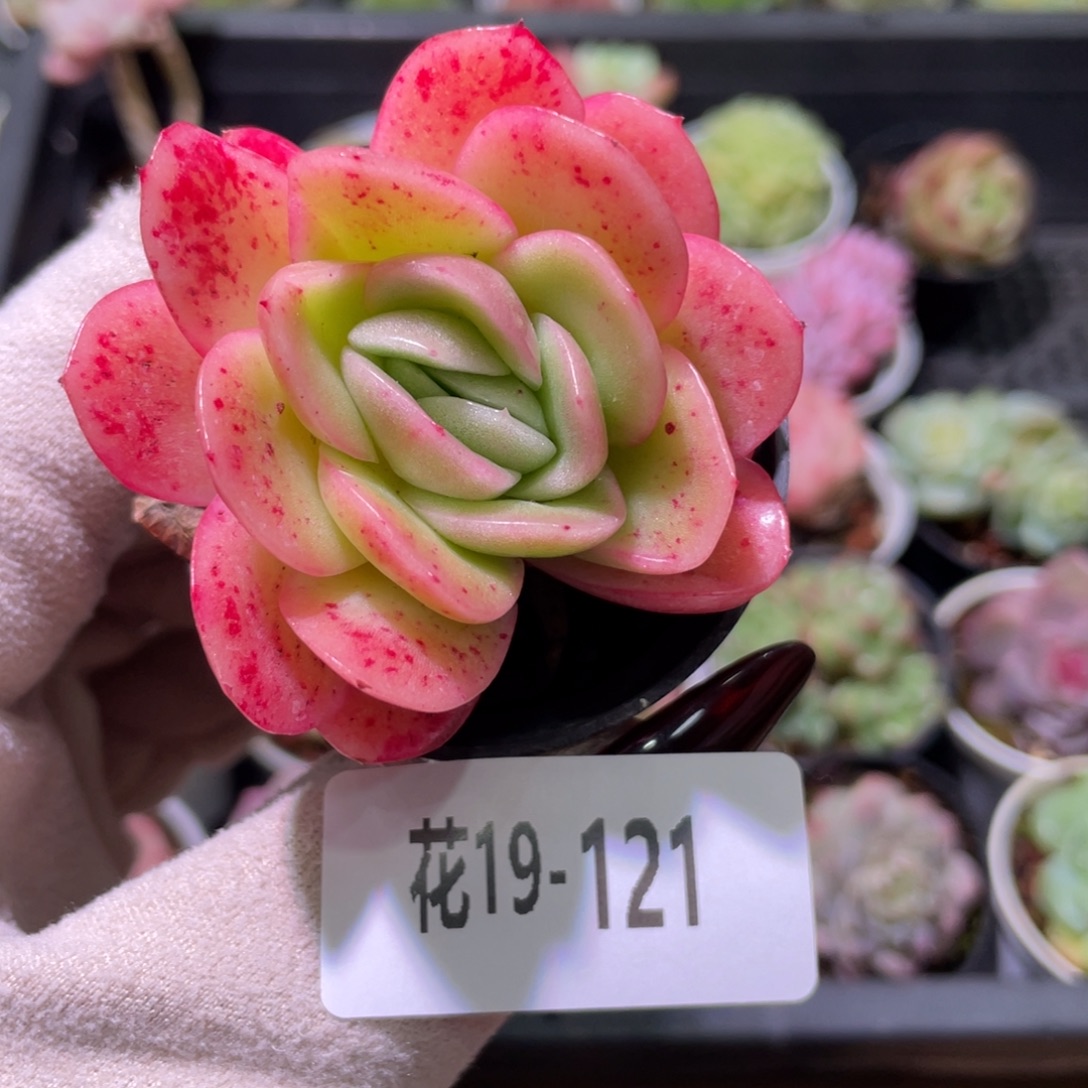 花利美19-121冰玫瑰