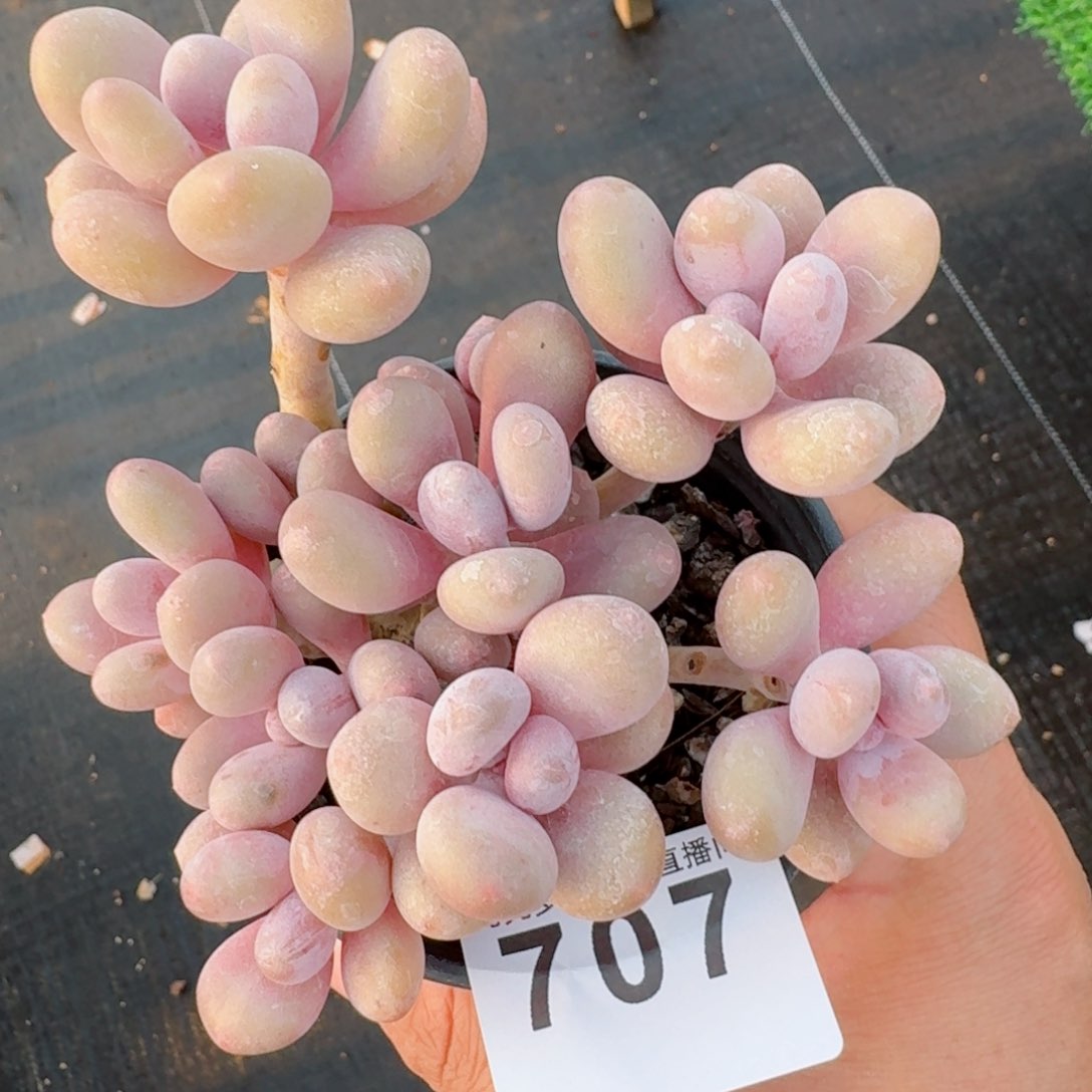 蛋黄奶群生         精品多肉