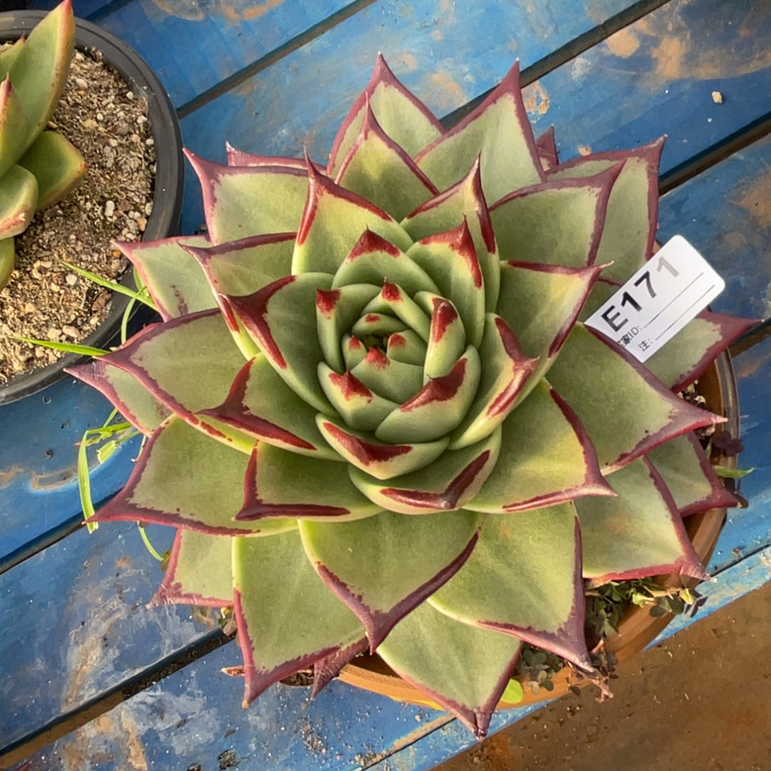 无花朵若如东云单拍E171