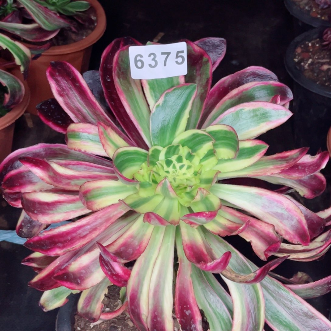 阴阳紫嫣多肉发货