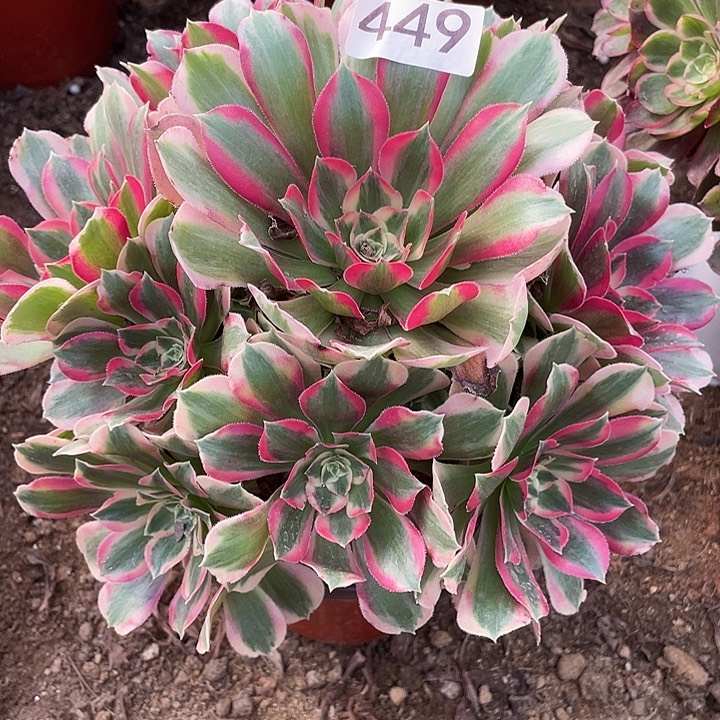 449粉女郎多肉植物