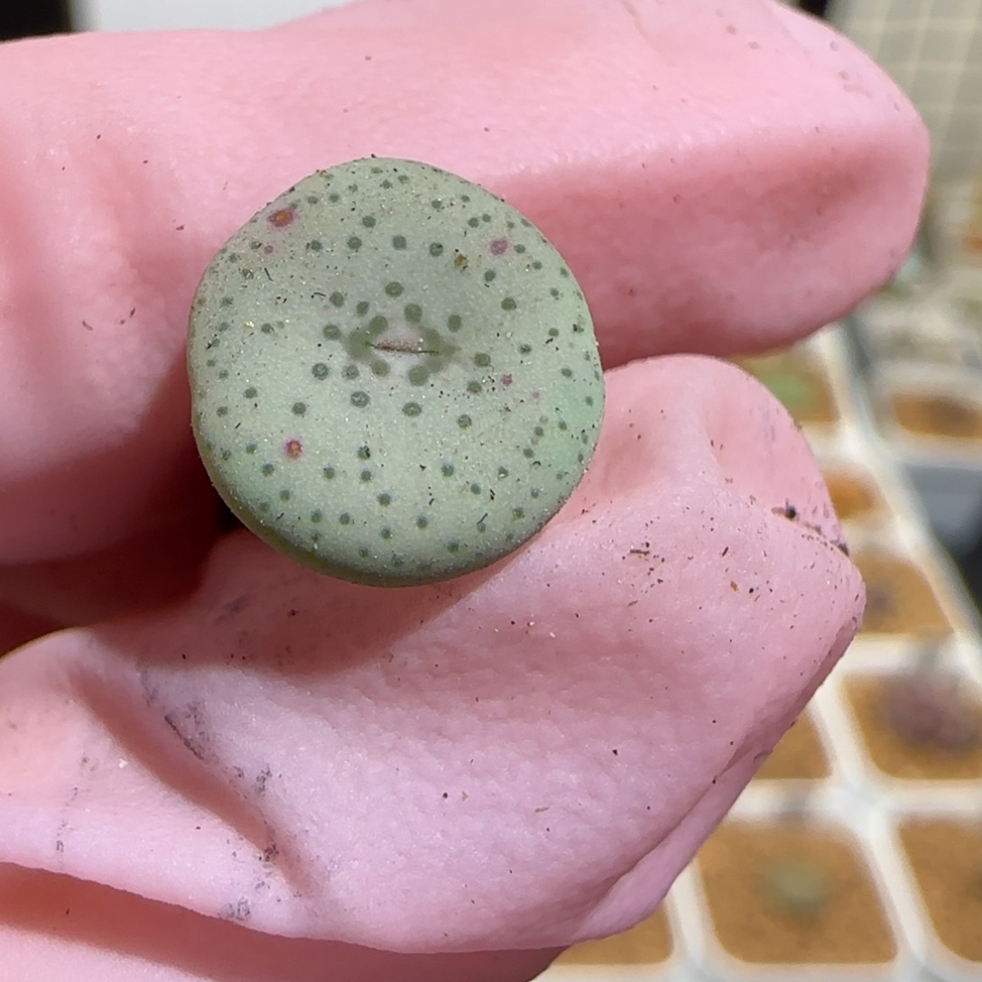 琳****肉锥多肉植物组合-1518