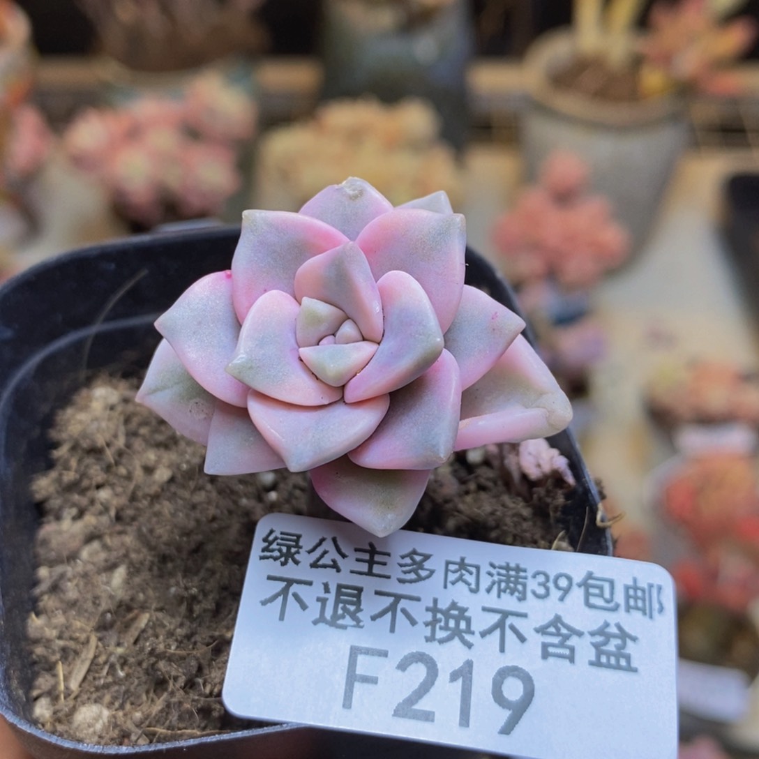 219彩虹锦多肉2c m