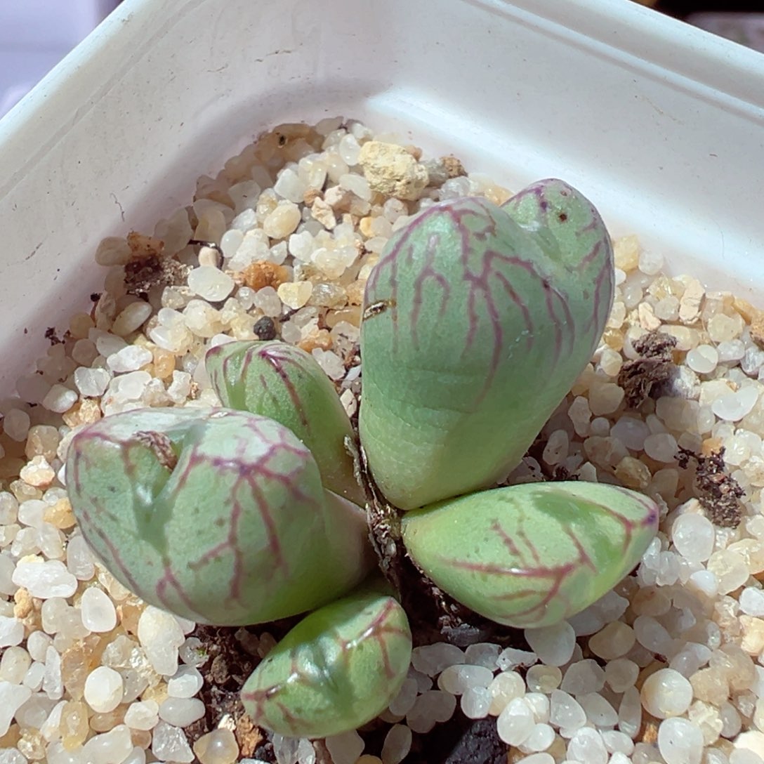 1219-833多肉多肉