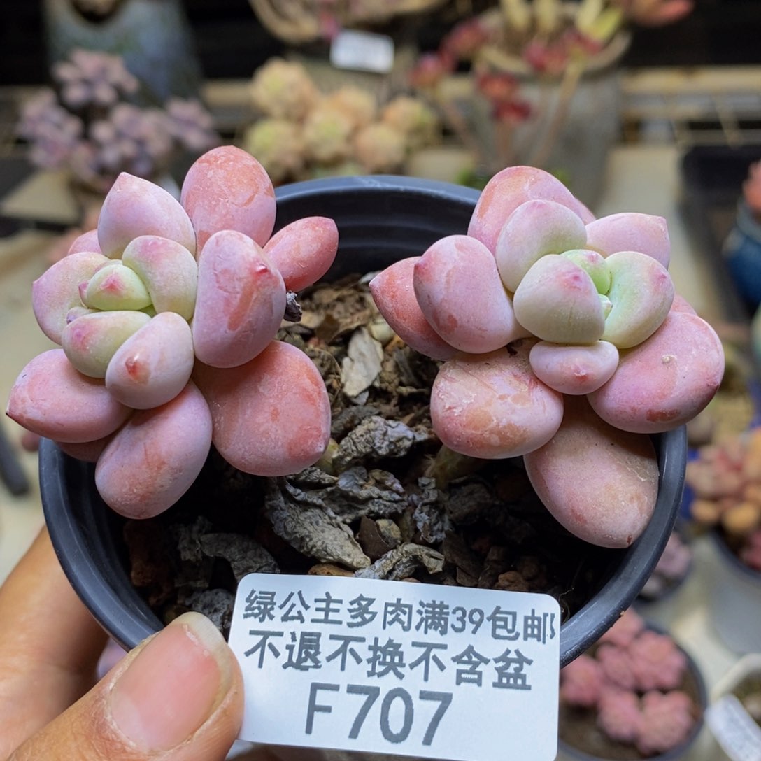 707樱花洛神多肉7c m