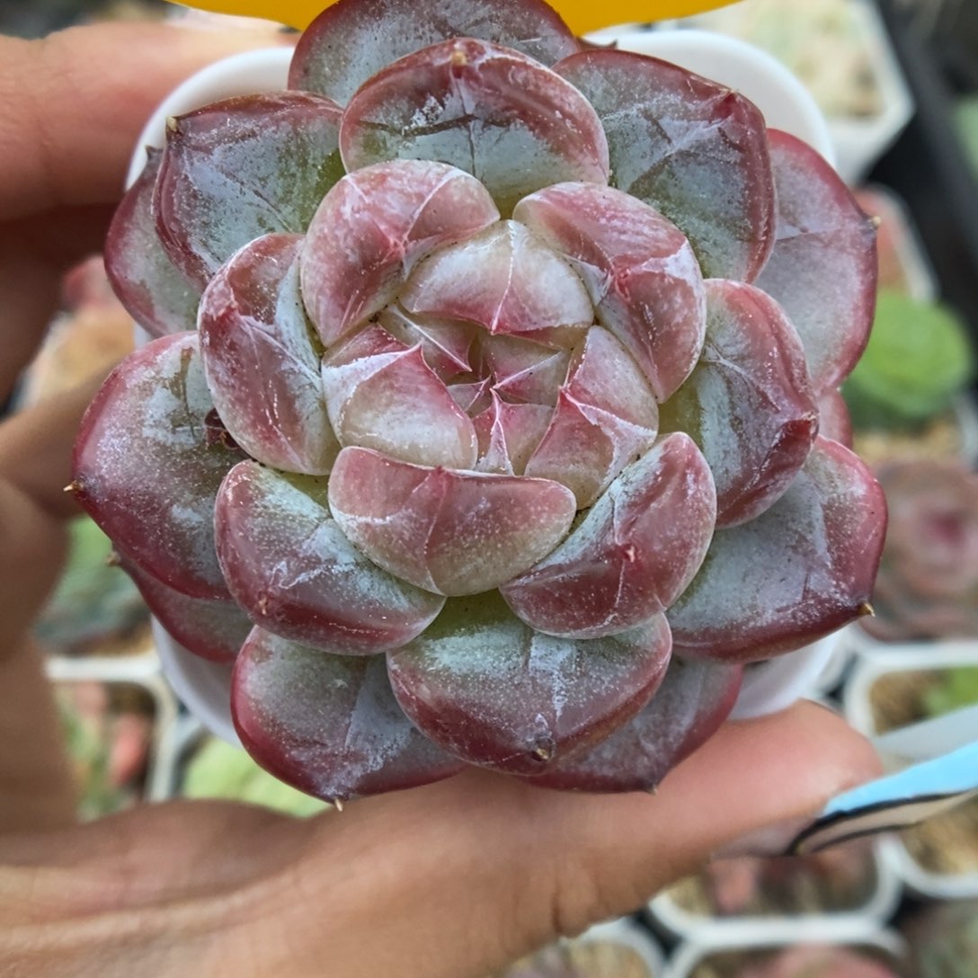 碎冰珍妮可拍4934号