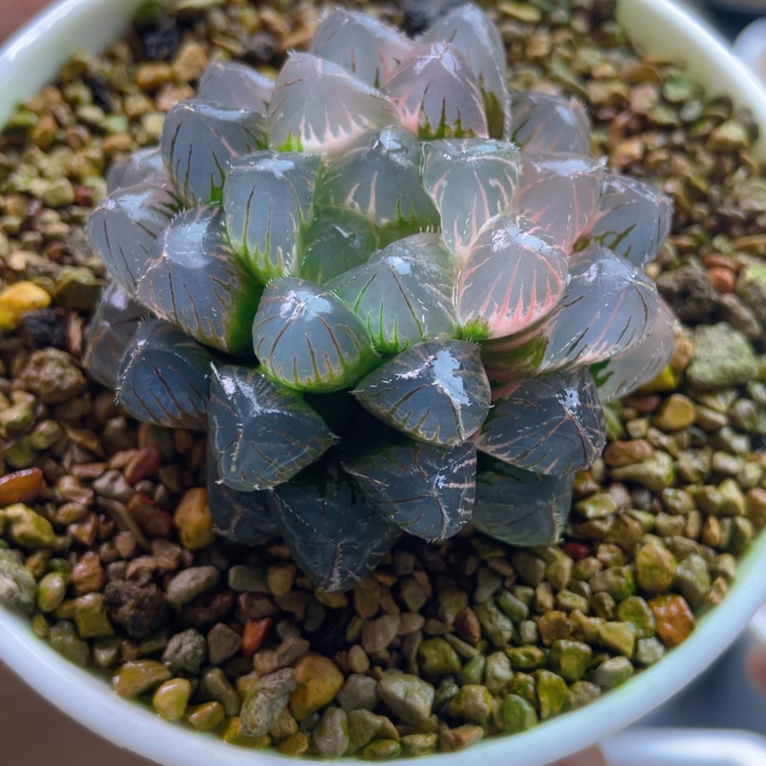 8.十二卷多肉蓝镜玉露锦。  