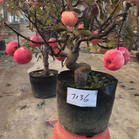 无花朵游龙精品苹果盆景