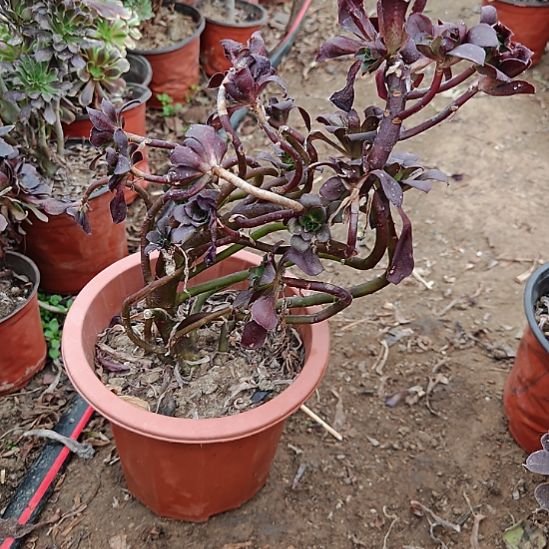 忆江南加急发货30