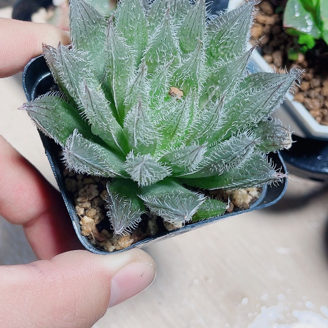 实生雨露新手好养