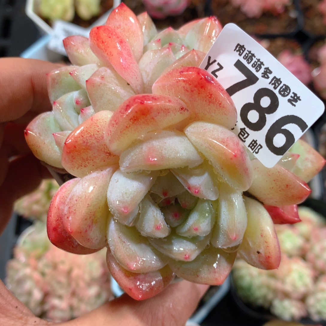 5CM拇指盆精控多肉YZ786