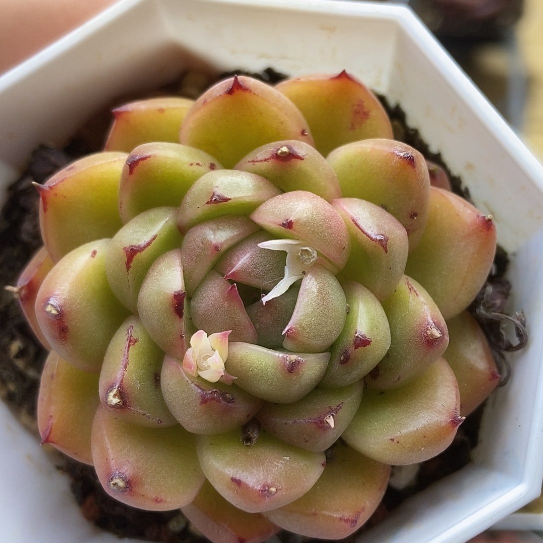 一物一拍一单包邮 332