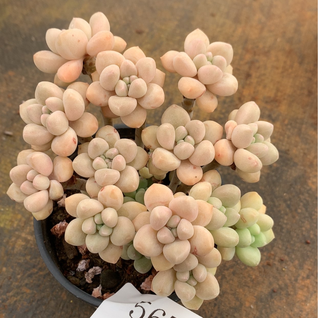 【闪购商品】云567