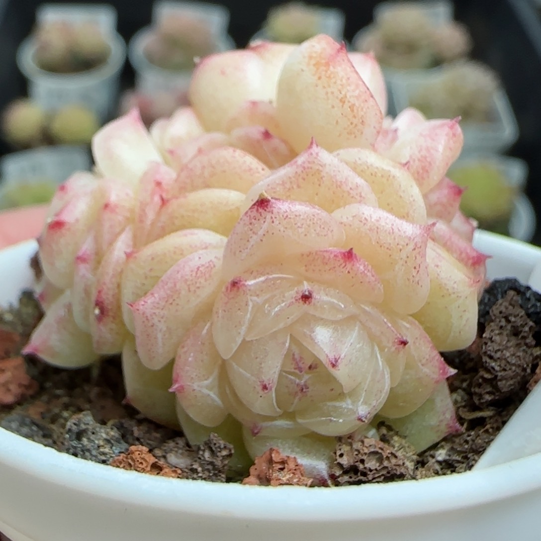 0209-186（FM20-2）