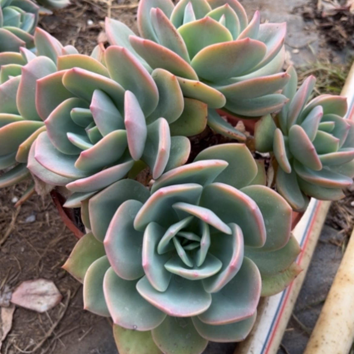 【闪购商品】金****机白凤