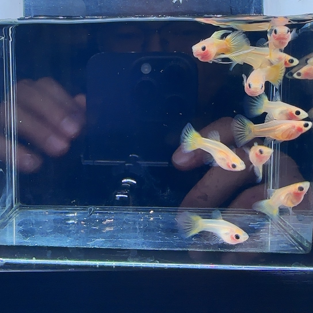 孔雀鱼黄金玻璃猫短体母10条